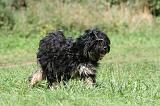 TERRIER DU TIBET 264